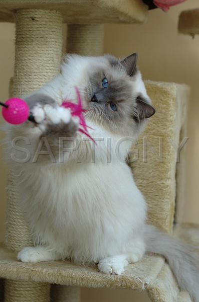 RAGDOLLS 005.jpg